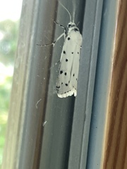 Myelois circumvoluta