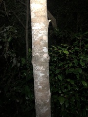 Syzygium hemilamprum