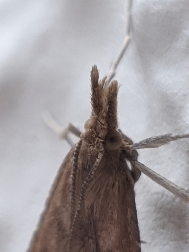vijačka machová (Synaphe punctalis)