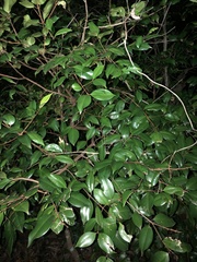 Syzygium hemilamprum