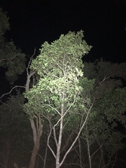 Syzygium hemilamprum