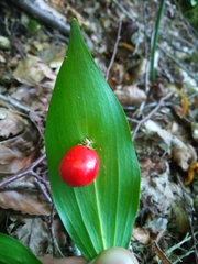 Ruscus colchicus