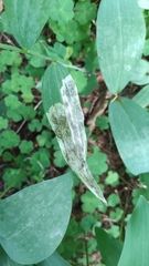 Parallelomma