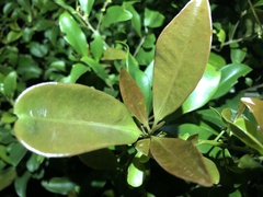Syzygium hemilamprum