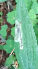Parallelomma