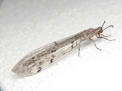 Distoleon tetragrammicus