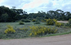 Acacia microcarpa