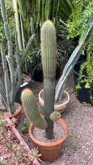 Cephalocereus polylophus
