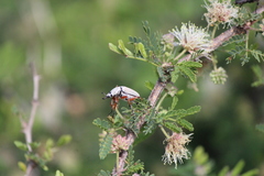 Macrodactylus mexicanus