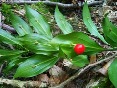 Ruscus colchicus