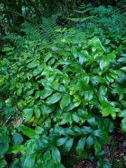 Ruscus colchicus