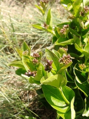 Vincetoxicum funebre