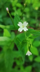 Epilobium pseudorubescens