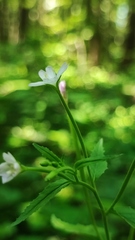 Epilobium pseudorubescens