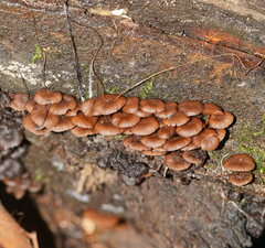 Psathyrella echinata