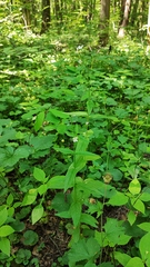 Epilobium pseudorubescens