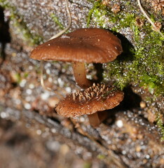 Psathyrella echinata