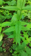 Epilobium pseudorubescens