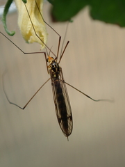 Nephrotoma dorsalis