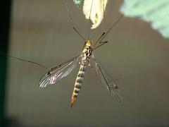 Nephrotoma dorsalis
