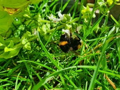 Bombus