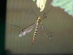 Nephrotoma dorsalis