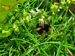Bombus