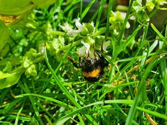 Bombus