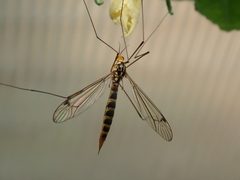 Nephrotoma dorsalis