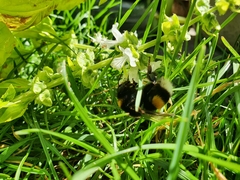 Bombus