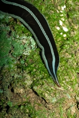 Australopacifica splendens
