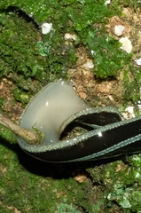 Australopacifica splendens