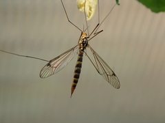 Nephrotoma dorsalis