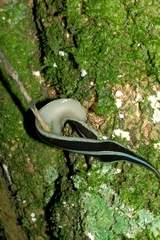 Australopacifica splendens