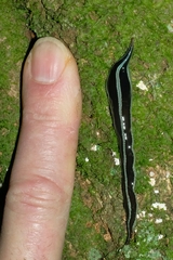 Australopacifica splendens