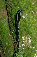 Australopacifica splendens