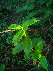 Ilex colchica