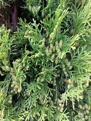 Thuja occidentalis