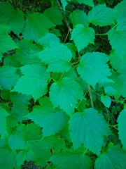 Viburnum