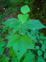 Viburnum