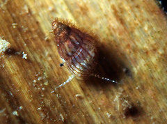 Pusillina lineolata