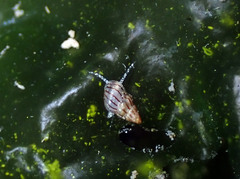 Pusillina lineolata