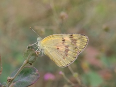 Colotis amata