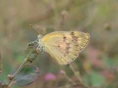 Colotis amata