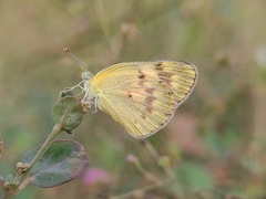Colotis amata