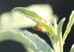 Zonosemata vittigera