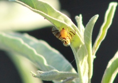 Zonosemata vittigera