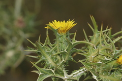Scolymus maculatus