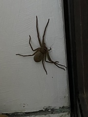 Heteropoda venatoria