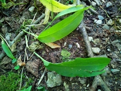 Allium ursinum